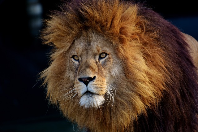 Löwe